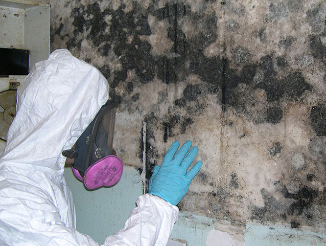 Identifying and Mitigating Mold Dangers