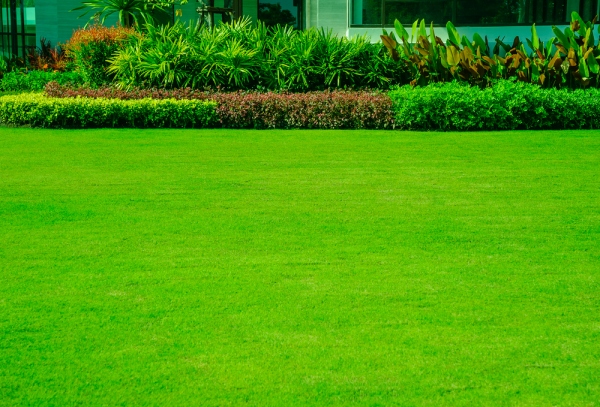 Keeping Your Grass Green: An All-year-Round Guide