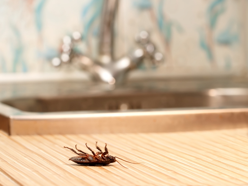 Homeowner Tips For Getting Rid Of Roaches